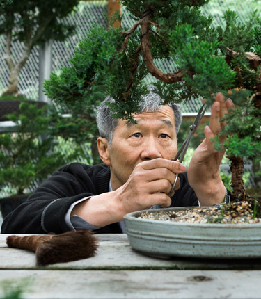 Man carefully trimming shrubbery with scissors.