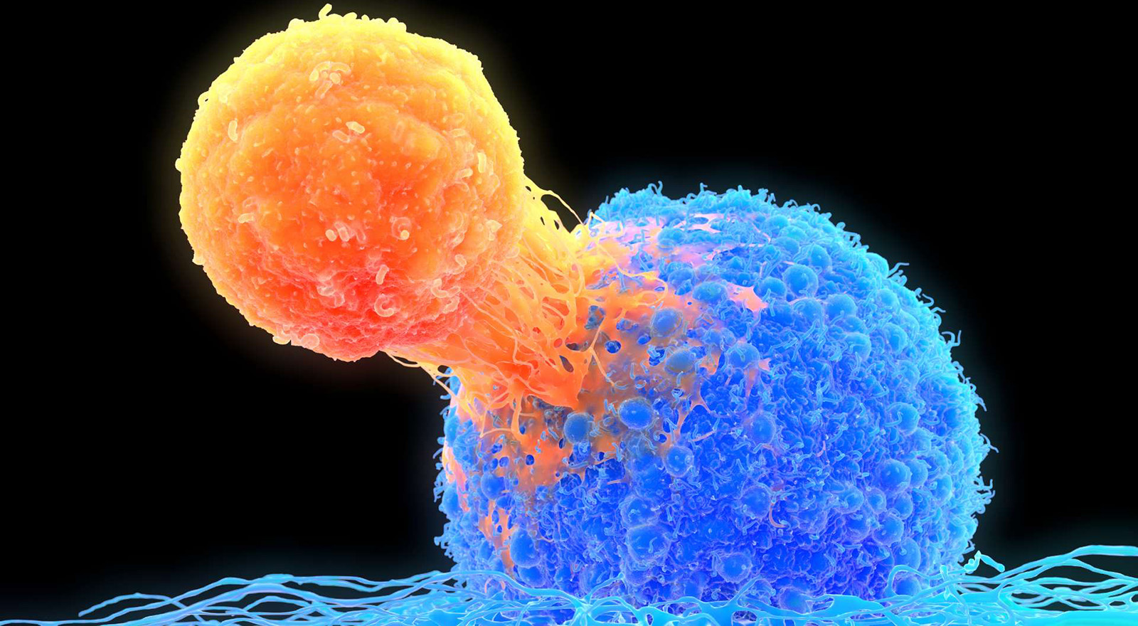 Cancer Cell Dormancy Microenvironment Image